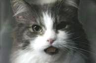 Affair PSA cat thumbnail